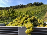 Die Arbeit des Winzers - 31.05.2025 - 12 Uhr